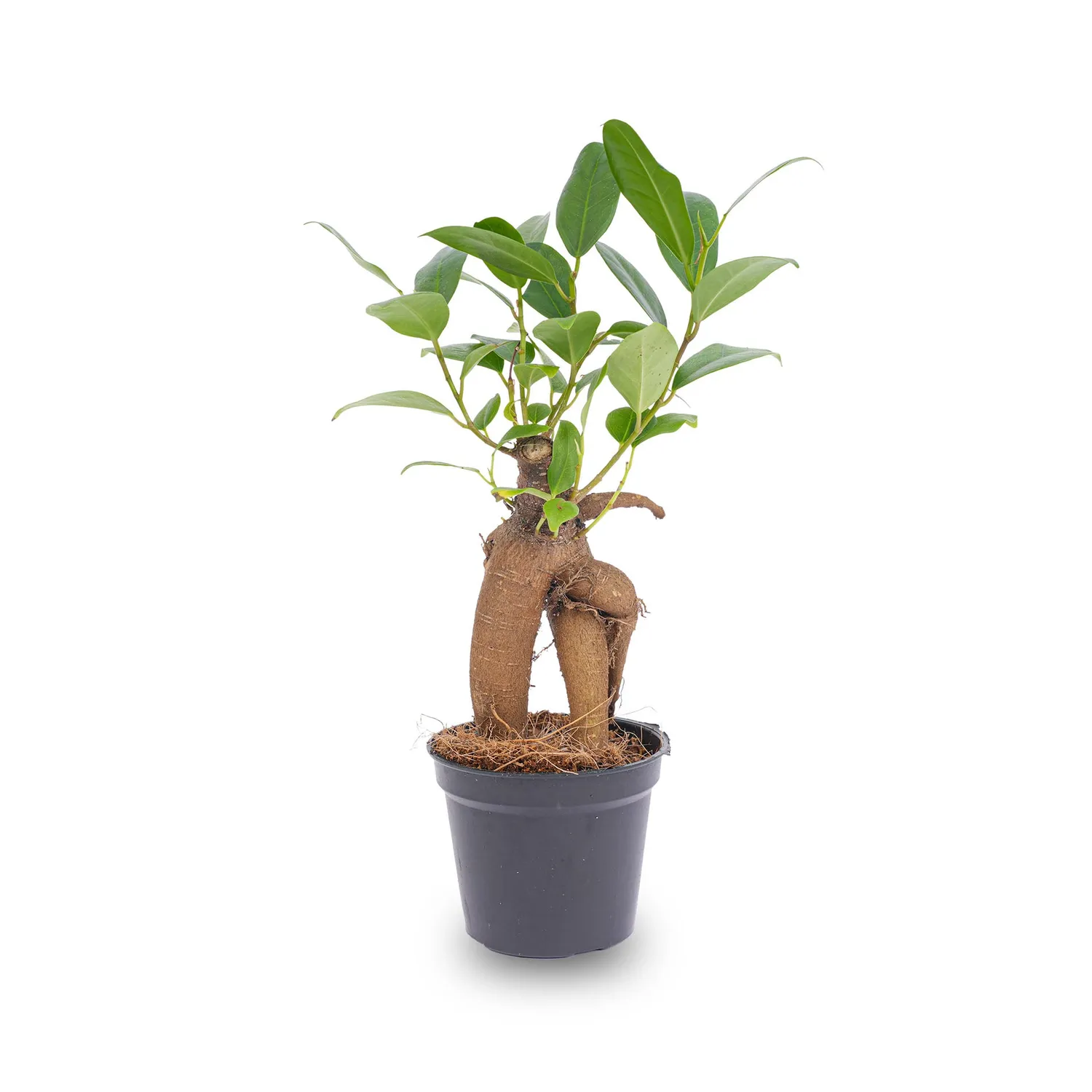 Urbanjungl Ficus Ginseng bonsai Microcarpa Ø 6 cm 15 cm