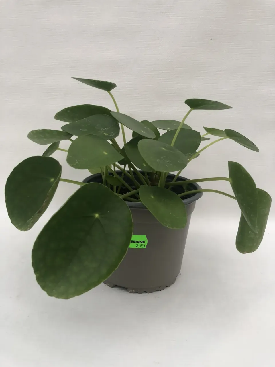 Pilea peperomioides pannenkoekplant 20 cm kamerplant