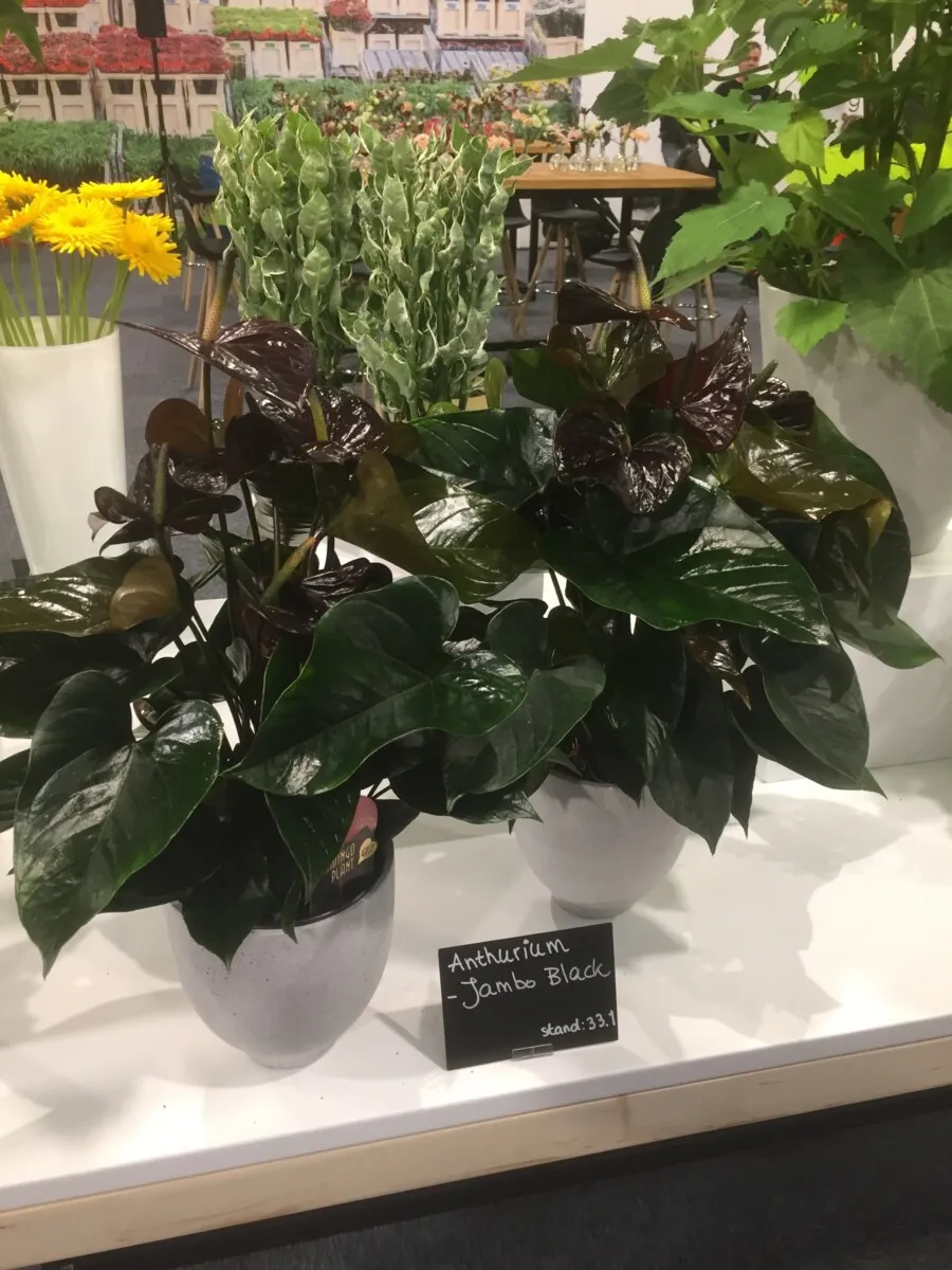 XL-Bloom YoungPlants XL.56 Jambo Black jonge plant eetbaar