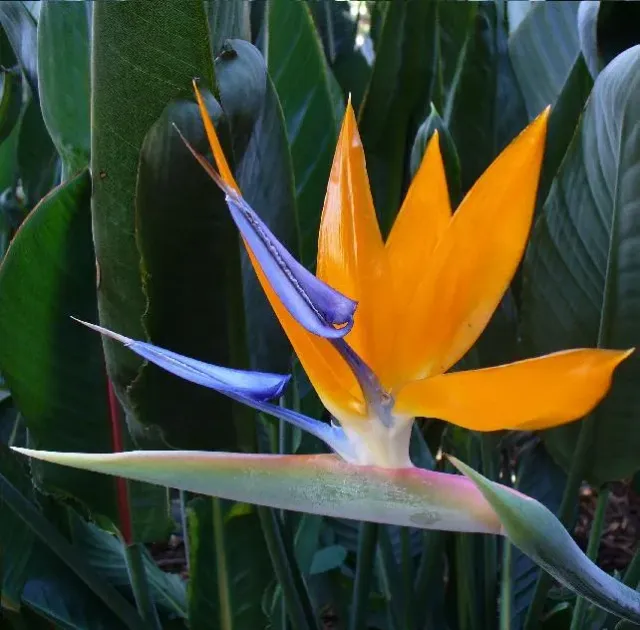 The Natural World Strelitzia reginae paradijsvogelplant
