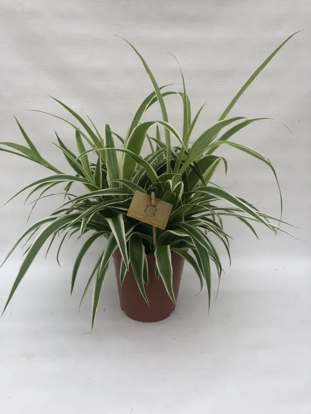 Chlorophytum Ocean graslelie 30 cm groen-wit