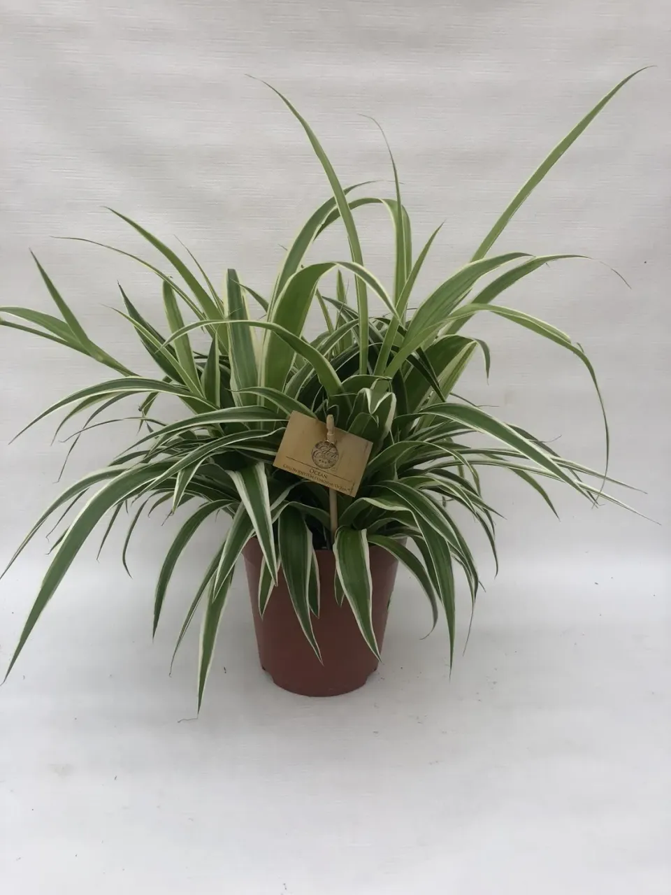 Chlorophytum Ocean graslelie 30 cm groen-wit