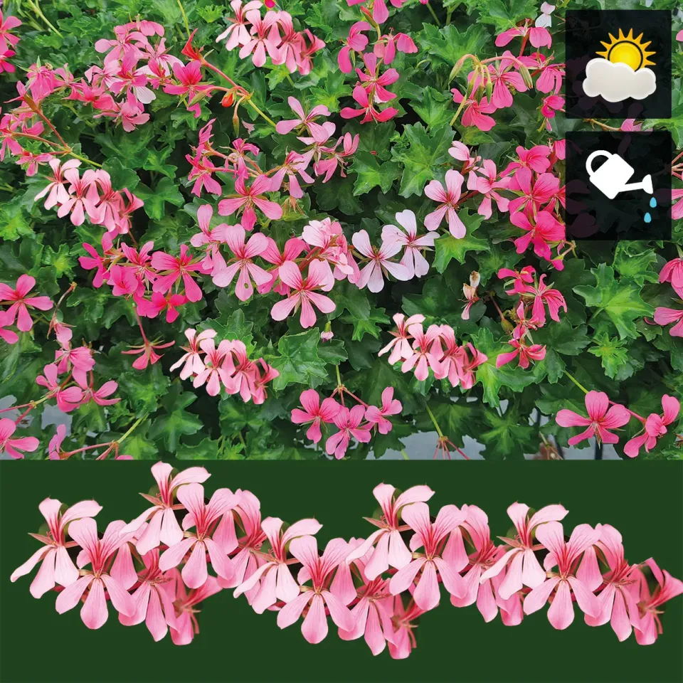 Huyskweker Gameren hanggeranium lila FM bloem