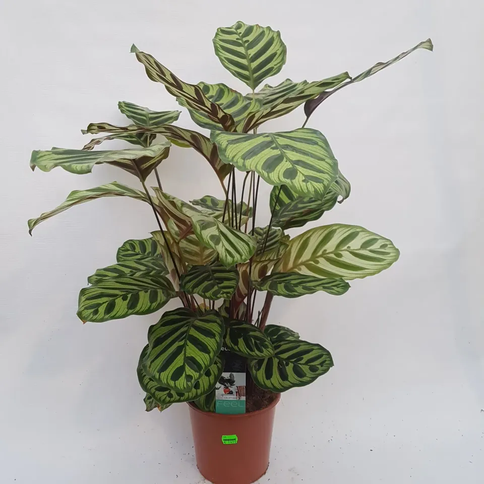 Tuincentrum Heerdink Calathea Makoyana Pauwenplant Kamerplant