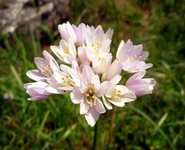 The Natural World Allium roseum P9 plant roze