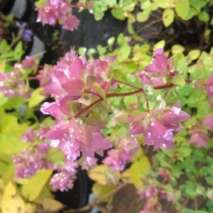 The Natural World Origanum Dingle Fairy oreganoplant P9 eetbaar