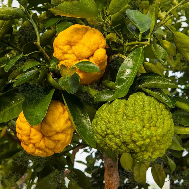 The Natural World Citrus x junos Oni Yuzu citrusplant winterhard