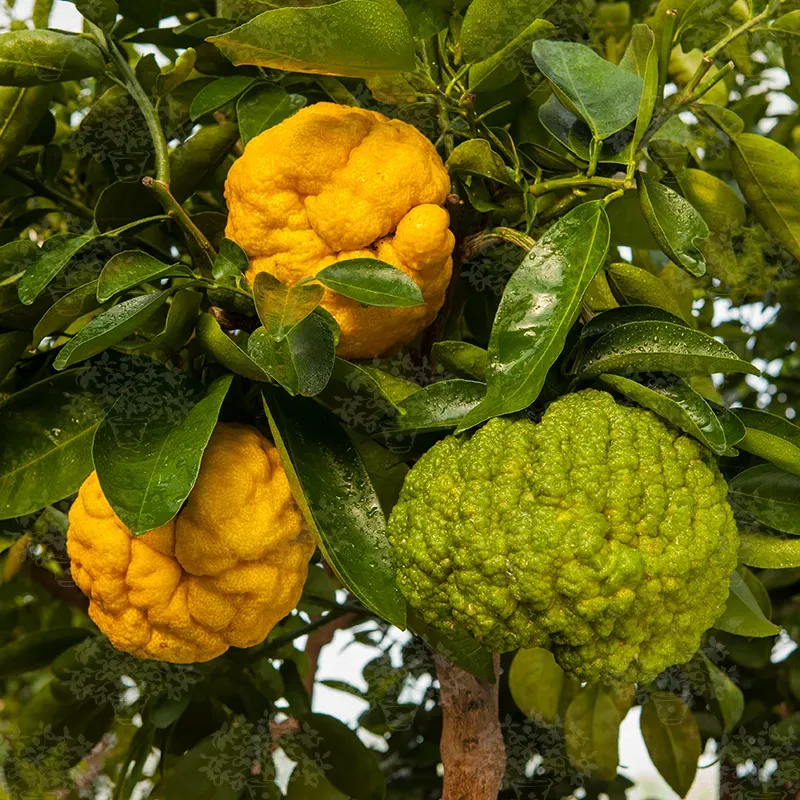 The Natural World Citrus x junos Oni Yuzu citrusplant winterhard