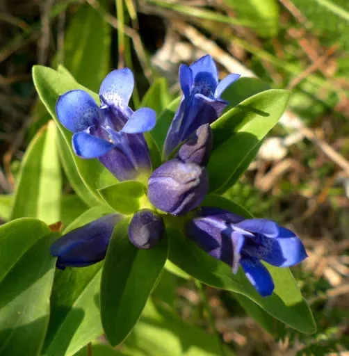 The Natural World Gentiana cruciata plant P9 blauwbloeiend