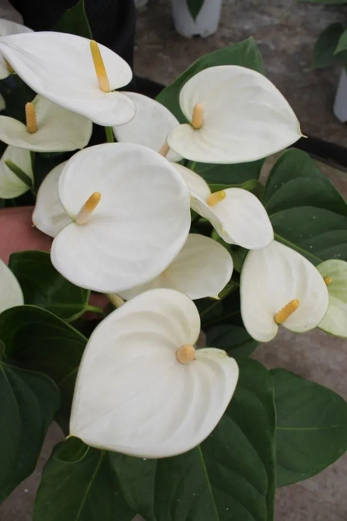 XL-Bloom YoungPlants XL.03 Table White jonge plant wit