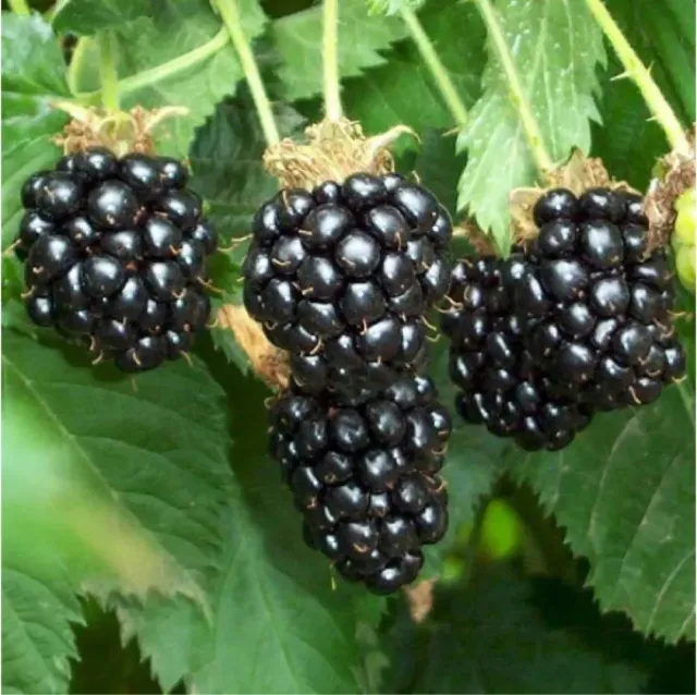 The Natural World Rubus Navaho bramenplant doornloos