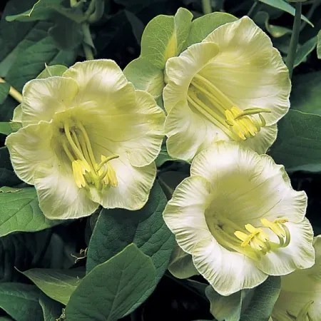 The Natural World witte Klokwinde klimplant zaad