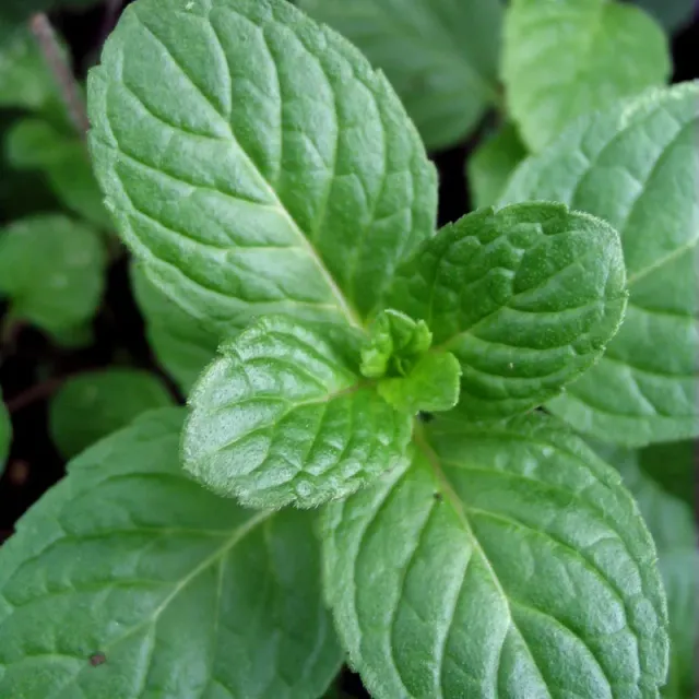 The Natural World Mentha spicata Weinminze muntplant wijn