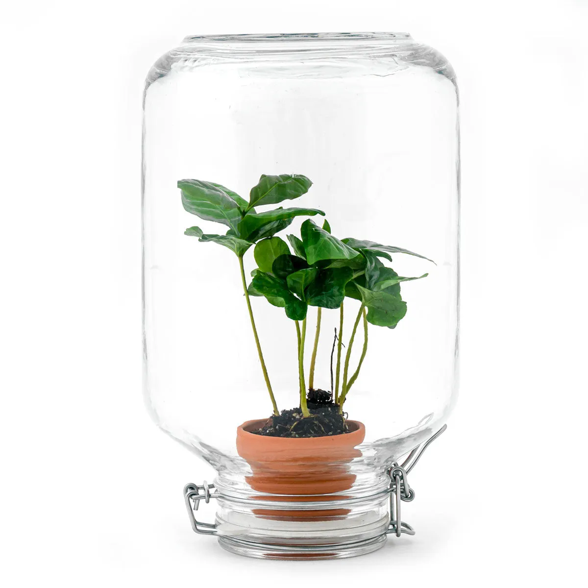 Urbanjungl Easyplant Fido terrarium DIY kit gesloten