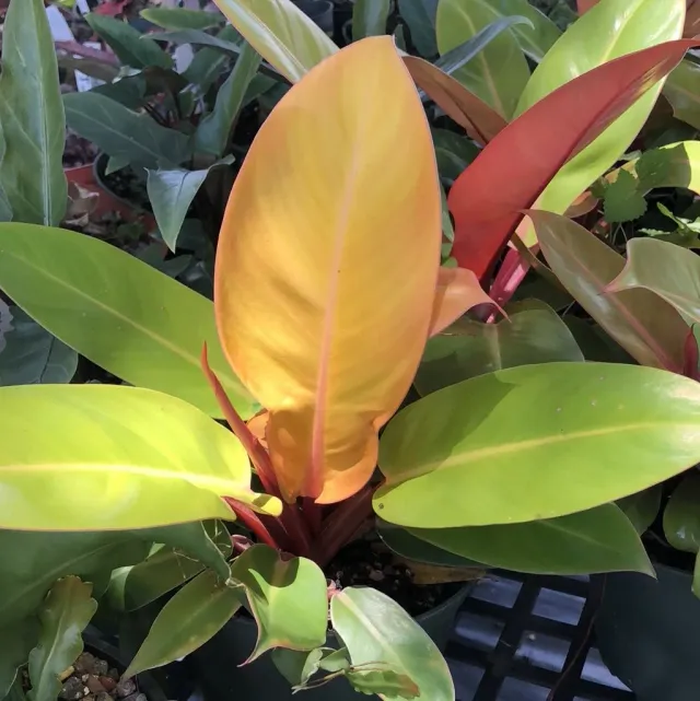 The Natural World Philodendron Prince of Orange plant oranje