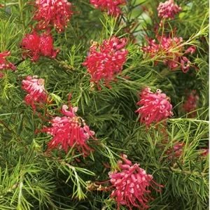 The Natural World Grevillea juniperina struik winterbloei