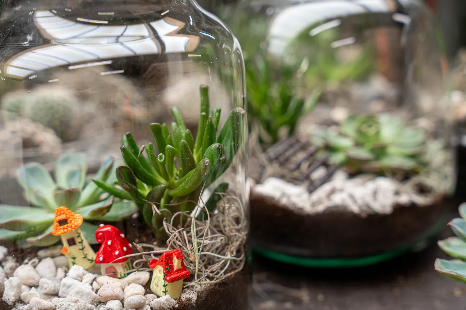 Little Joe Succulent open terrarium DIY kit Ø 20 cm 22 cm