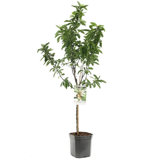 Tuincentrum Heerdink Mispel Westerveld mispelboom eetbaar