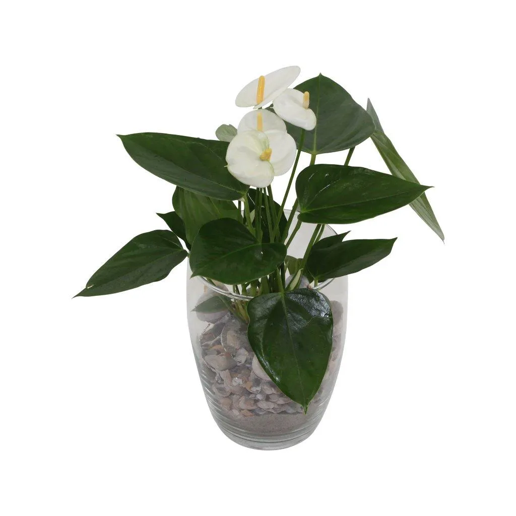 XL-Bloom YoungPlants XL.03 Table White jonge plant wit