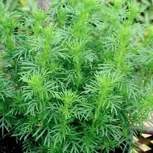 The Natural World Tagetes filifolia P9 afrikaantje drop