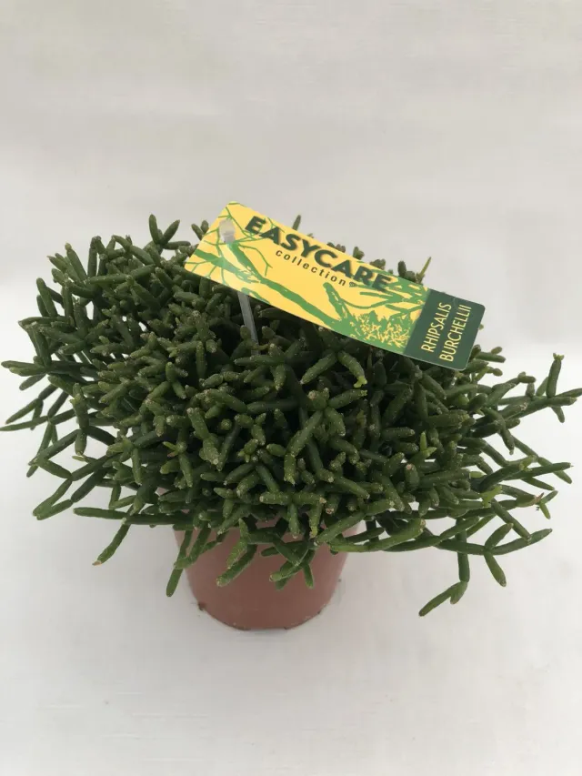 Tuincentrum Heerdink Rhipsalis Burchellii Koraalcactus Pot