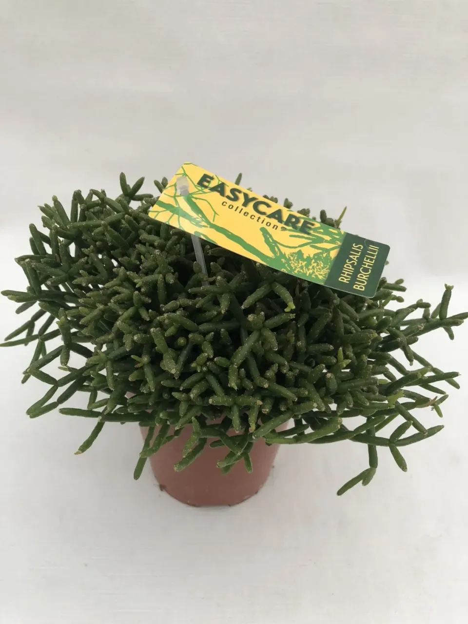 Tuincentrum Heerdink Rhipsalis Burchellii Koraalcactus Pot