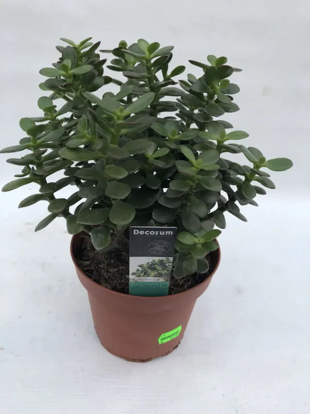 Tuincentrum Heerdink Crassula ovata Minor vetplant
