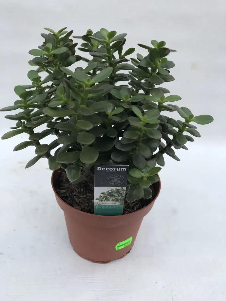 Tuincentrum Heerdink Crassula ovata Minor vetplant