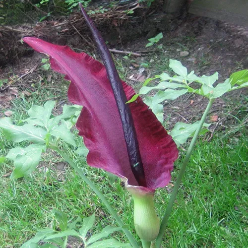 The Natural World Dracunculus vulgaris bol paars