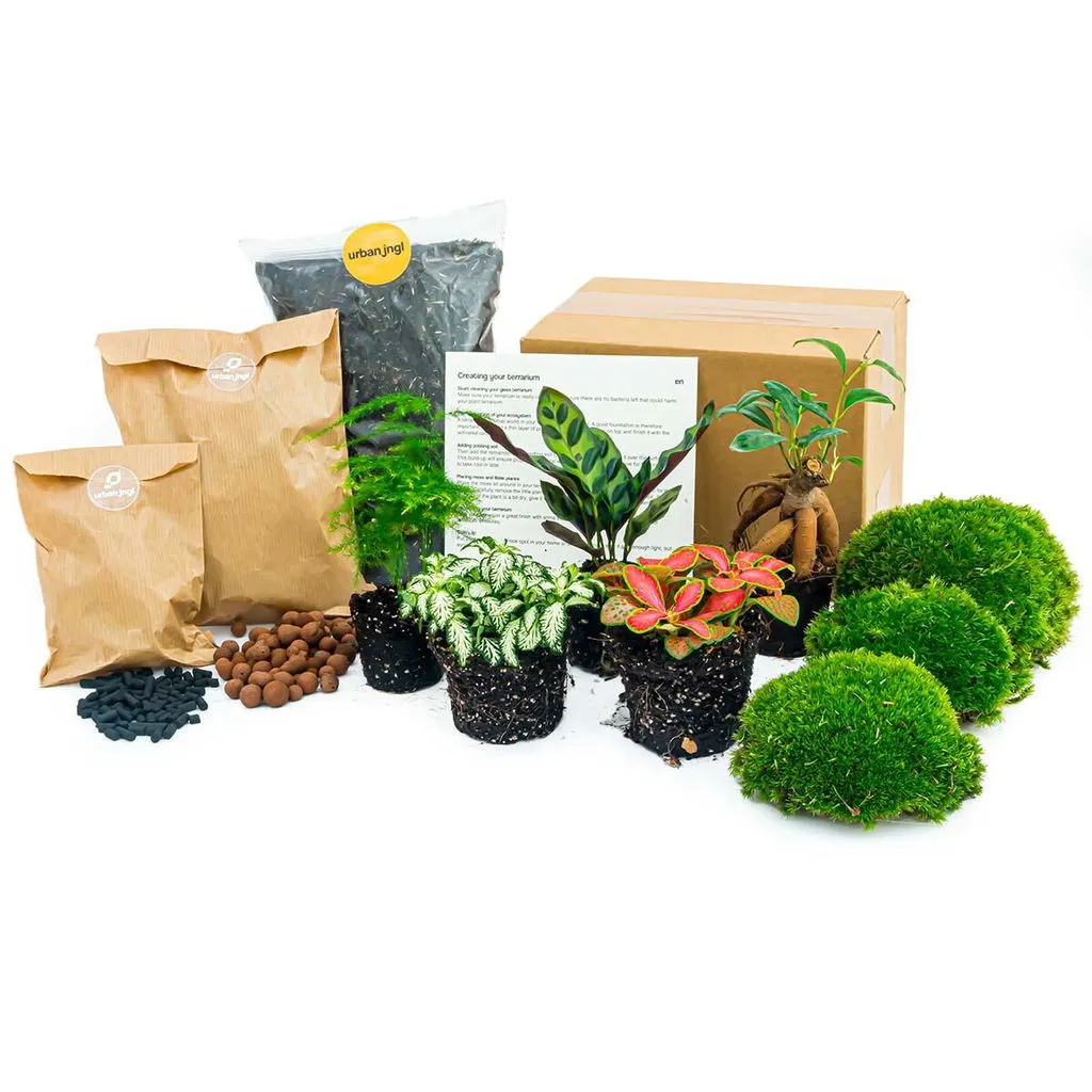 Urbanjungl Terrarium Startpakket 5 planten L/XL met mos