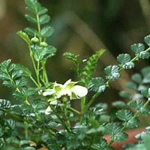 The Natural World Rubus taiwanicola braam plant P9 zoete bes