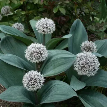 The Natural World Allium karataviense sierui plant P9 roze