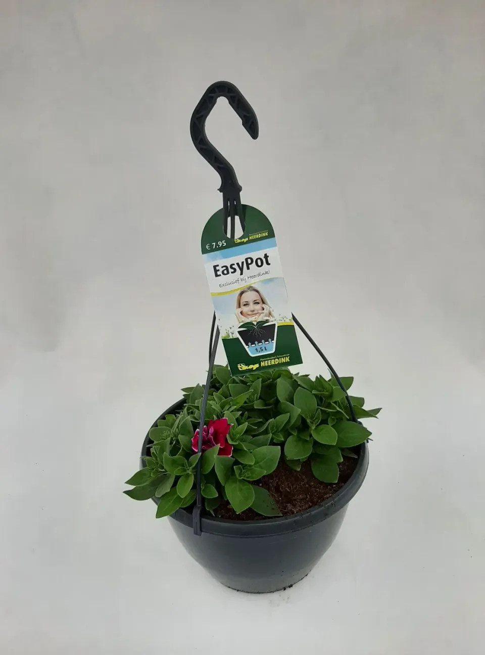Tuincentrum Heerdink hangpetunia dubbel magenta picotee