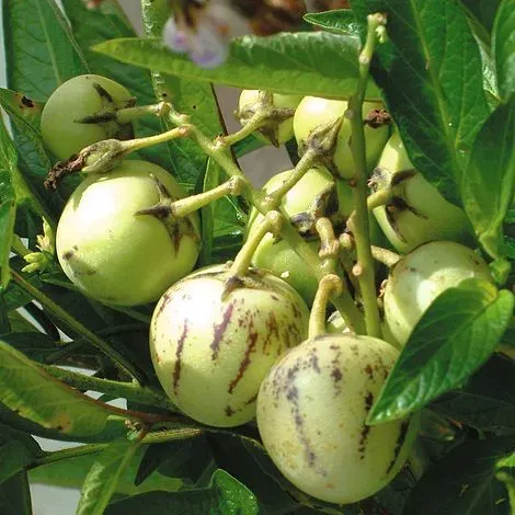 The Natural World Solanum muricatum pepino plant eetbaar