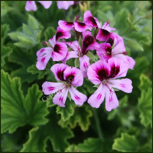 The Natural World Orange Fizz geurgeranium plant sinaasappelgeur