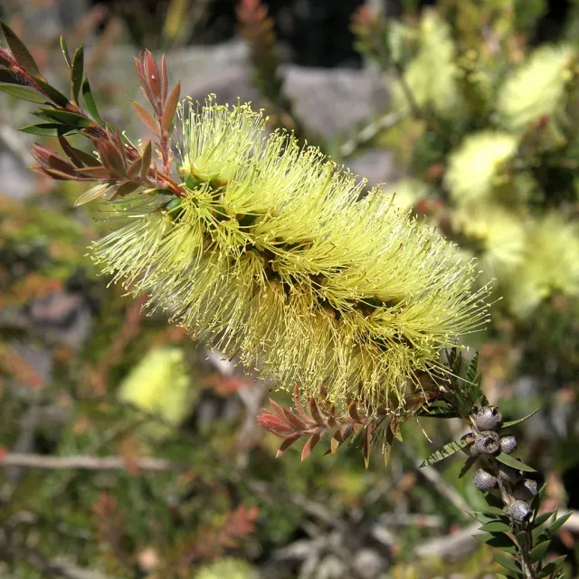 The Natural World Melaleuca virens zaden theeplant