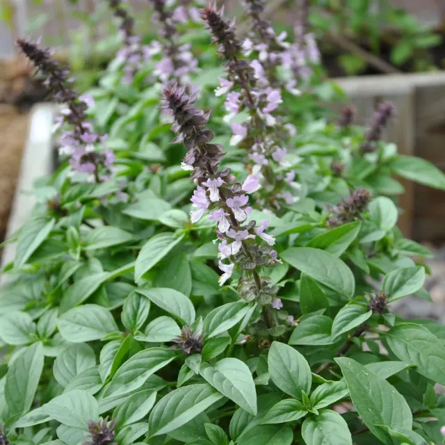 The Natural World Floral Spires Lavender basilicum plant