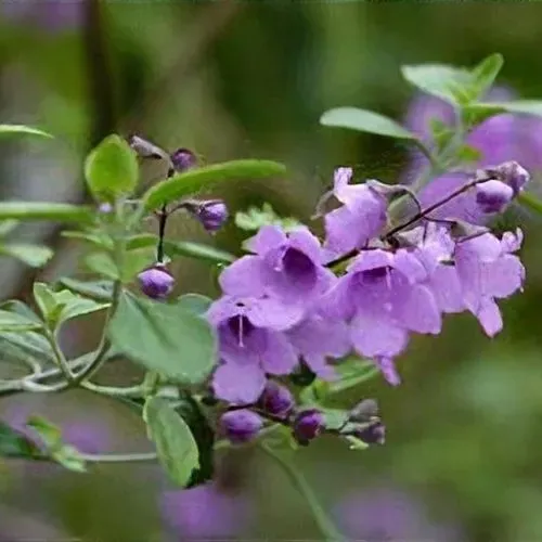 The Natural World Prostanthera rotundifolia plant aromatisch
