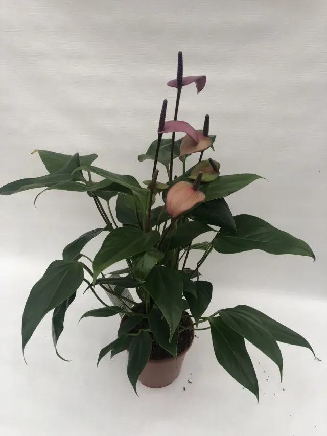 Tuincentrum Heerdink Fiorino flamingoplant rood bloeiend