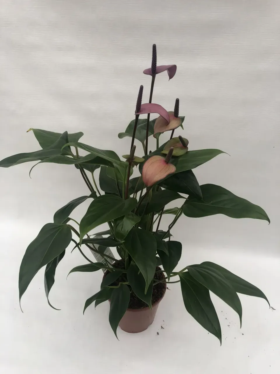Tuincentrum Heerdink Fiorino flamingoplant rood bloeiend