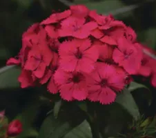 The Natural World Dianthus barbatus plant P9 eetbaar