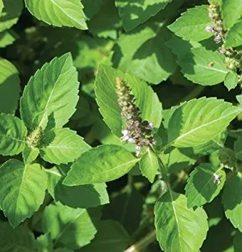 The Natural World Ocimum tenuiflorum tulsi plant heilig