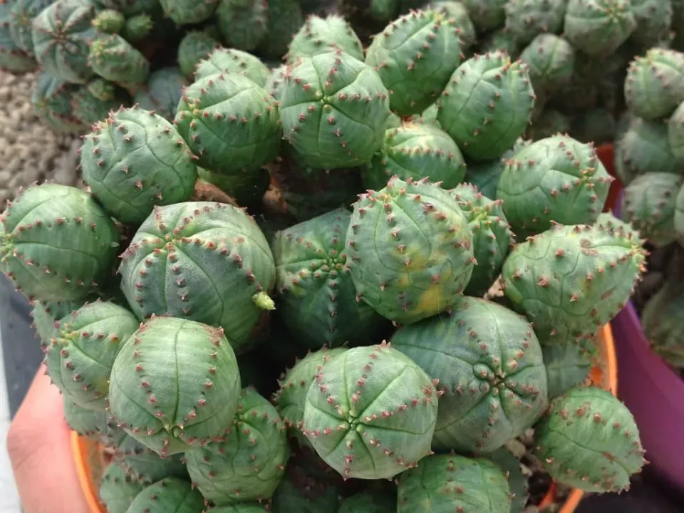 The Natural World Euphorbia pseudoglobosa vetplant bolvorm