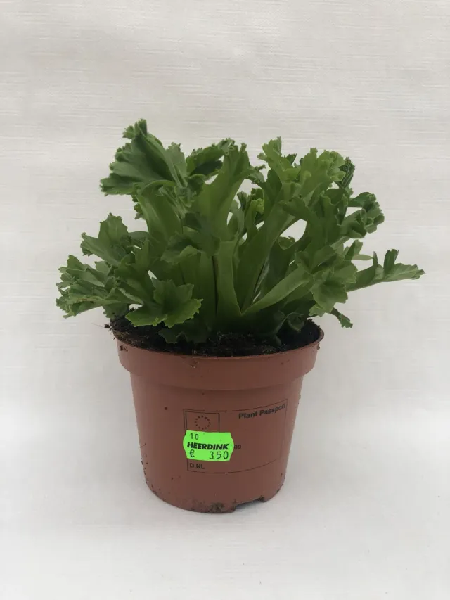 Tuincentrum Heerdink Asplenium nidus Leslie nestvaren