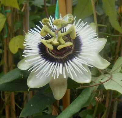 The Natural World Passiflora Beauty of Hannover passiebloem