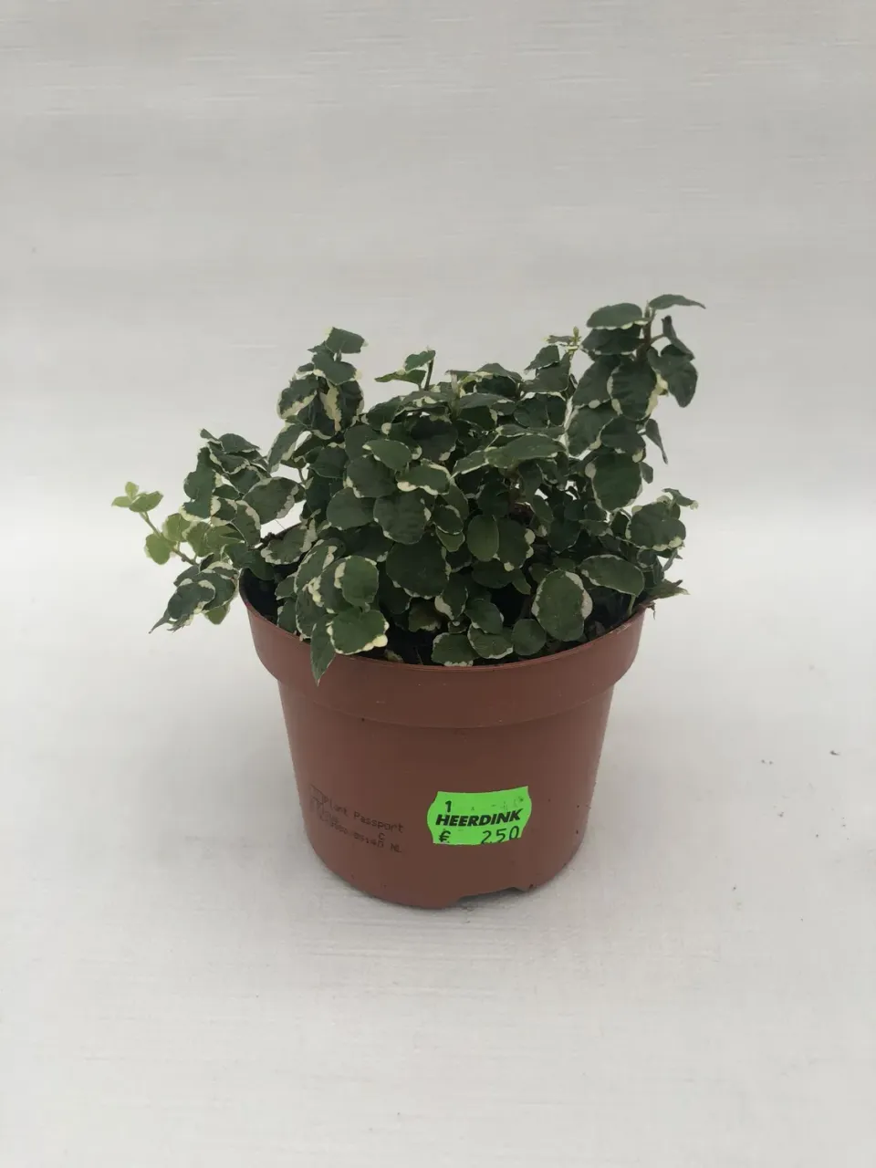 Ficus pumila White Sunny hangplant witbont blad