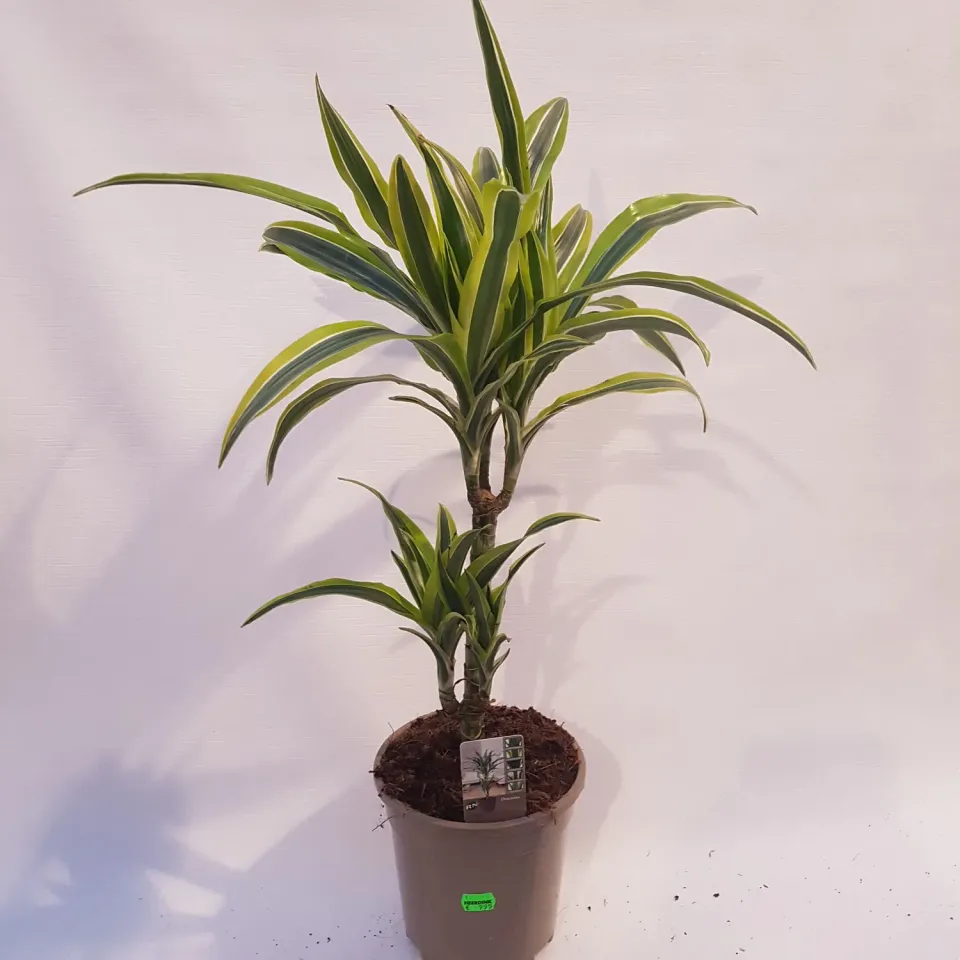 Tuincentrum Heerdink Dracaena fragrans Lemon Lime 60cm plant