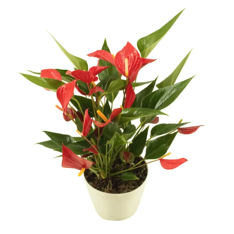 XL-Bloom YoungPlants XL.50 jonge plant Juli Red rood