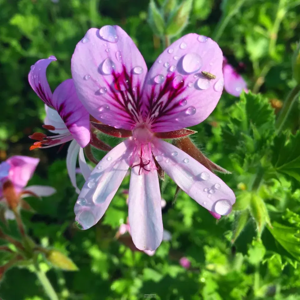 The Natural World Pelargonium crispum citroengeranium