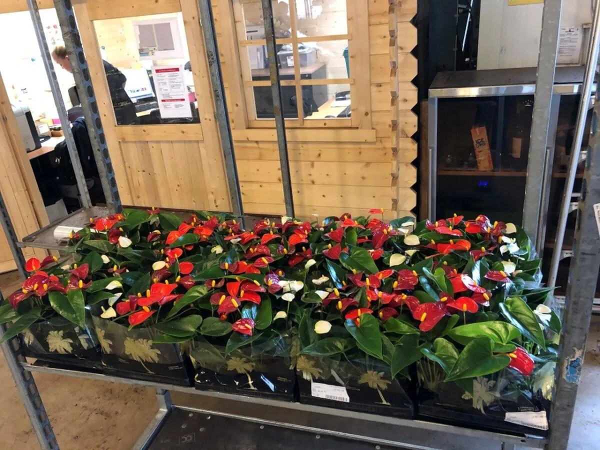 XL-Bloom YoungPlants XL.17 Easy Red jonge plant eetbaar